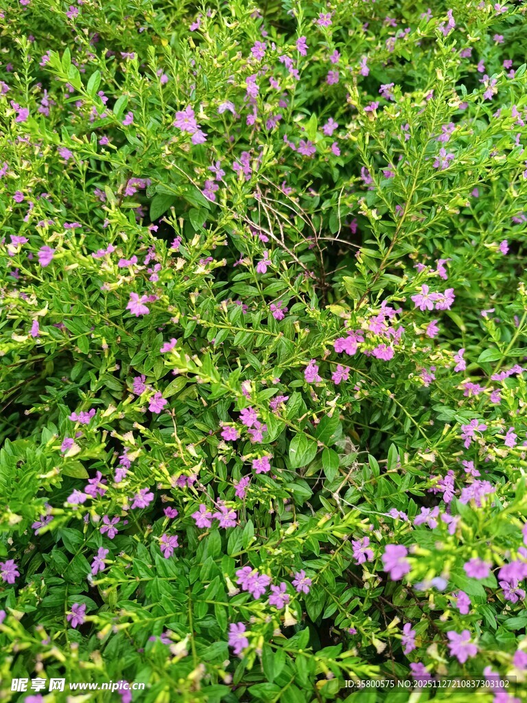 繁茂绿植间的紫色小花