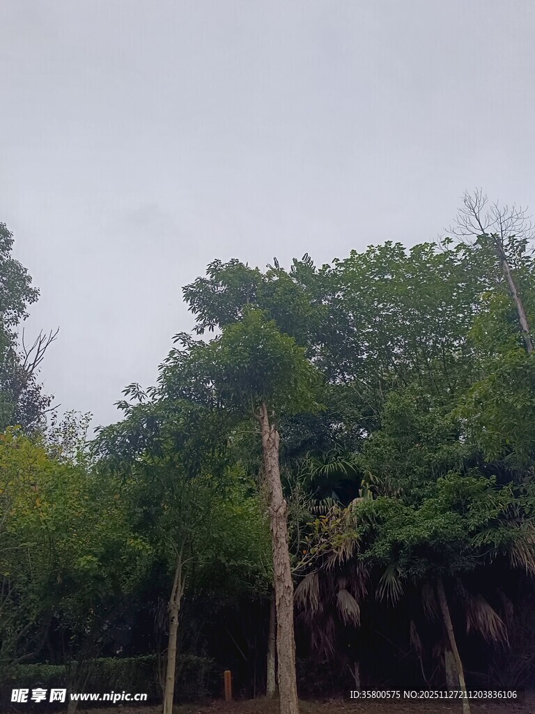 树林中的木桩与绿植