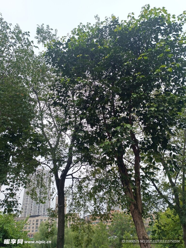 户外繁茂树木景观