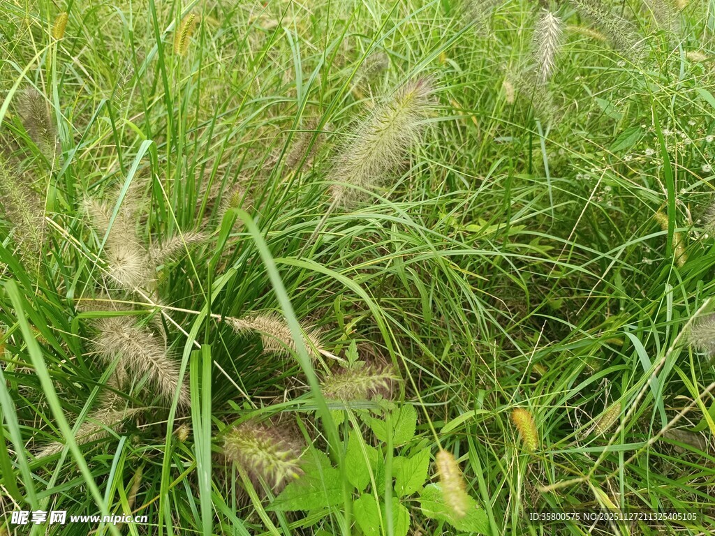 野外的茂密草丛