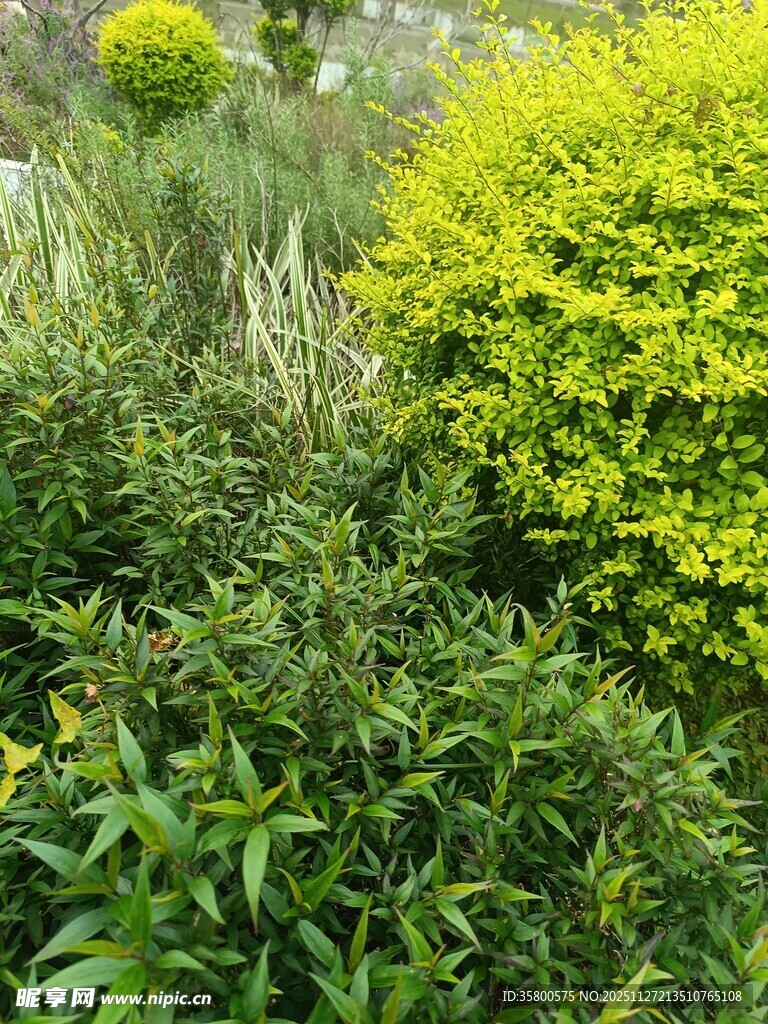 绿意盎然的繁茂植物景观