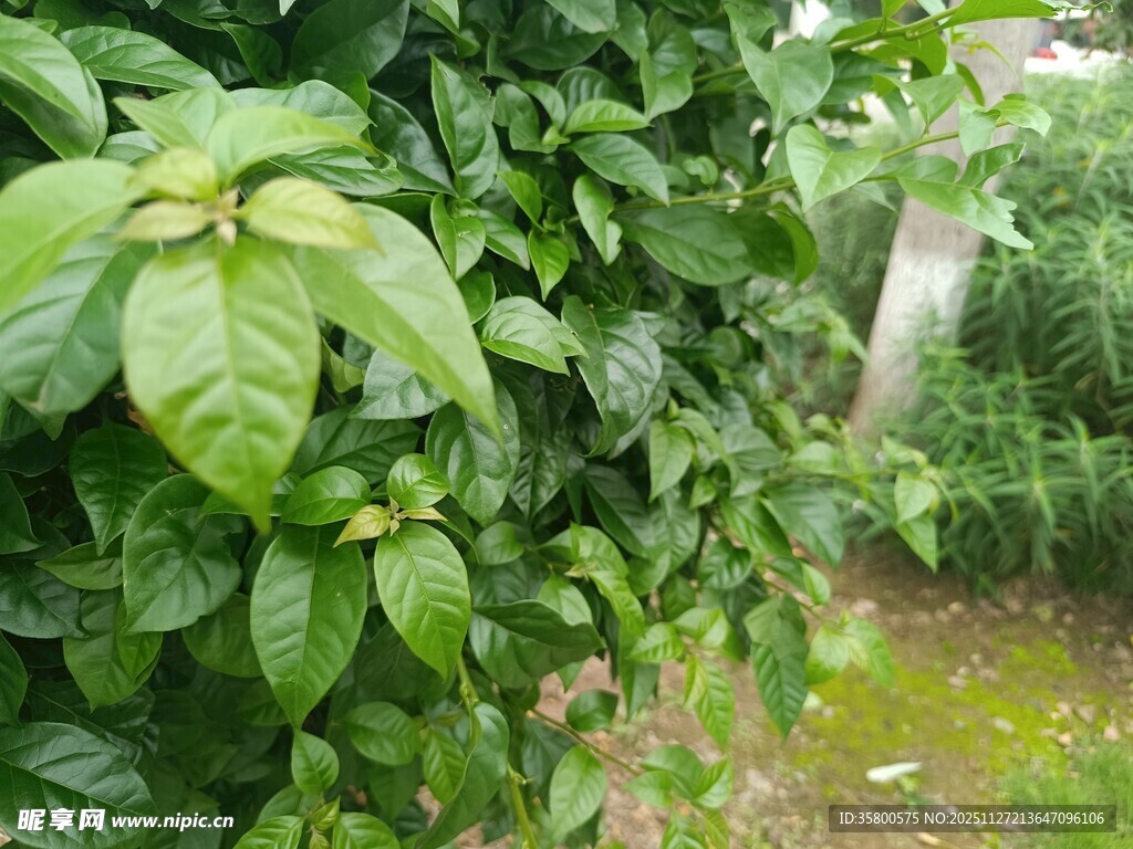 绿叶繁茂的植物景观