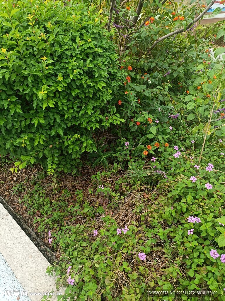 绿意盎然的户外植物景观