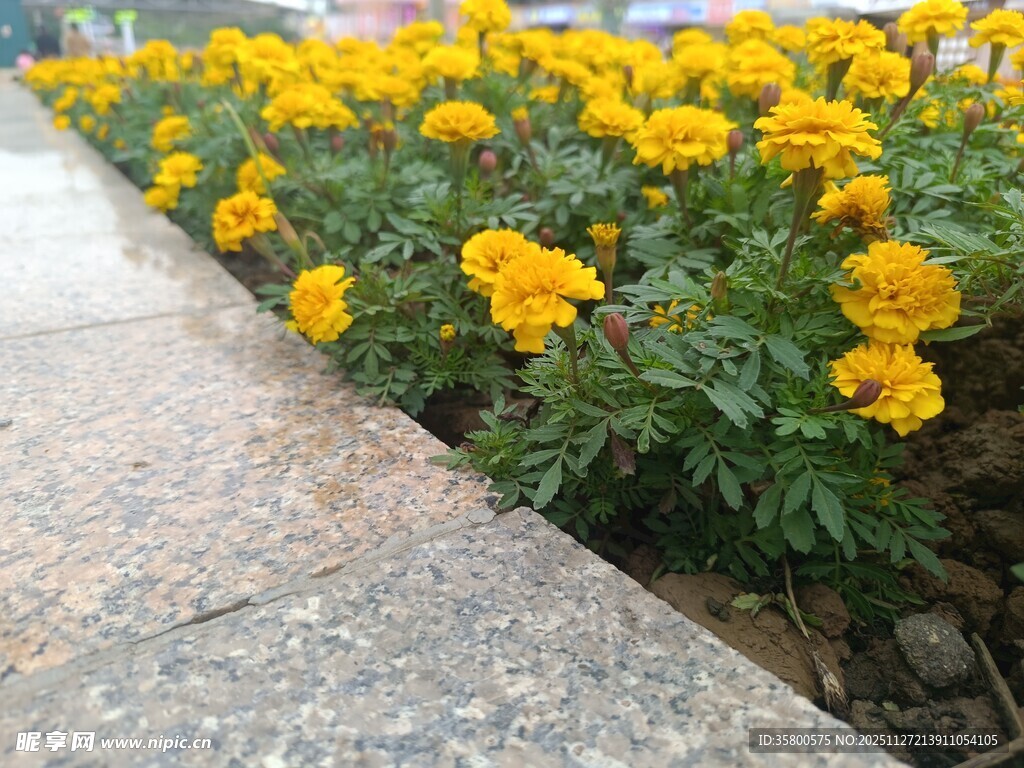 路边盛开的黄色万寿菊