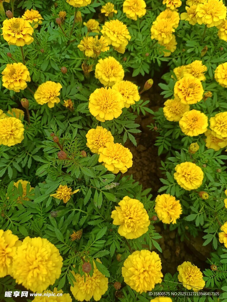 一片灿烂的黄色万寿菊