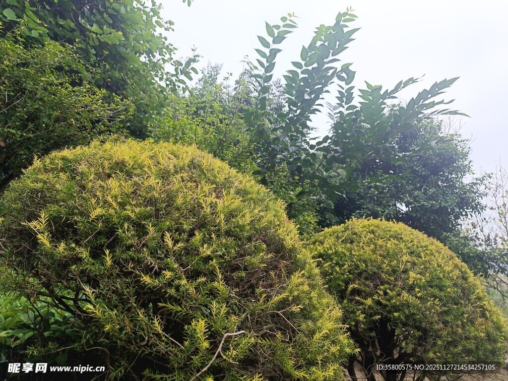 修剪整齐的球形绿植景观