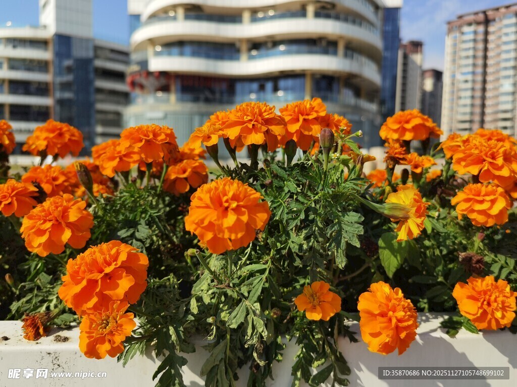 城市边盛放的橙色花朵
