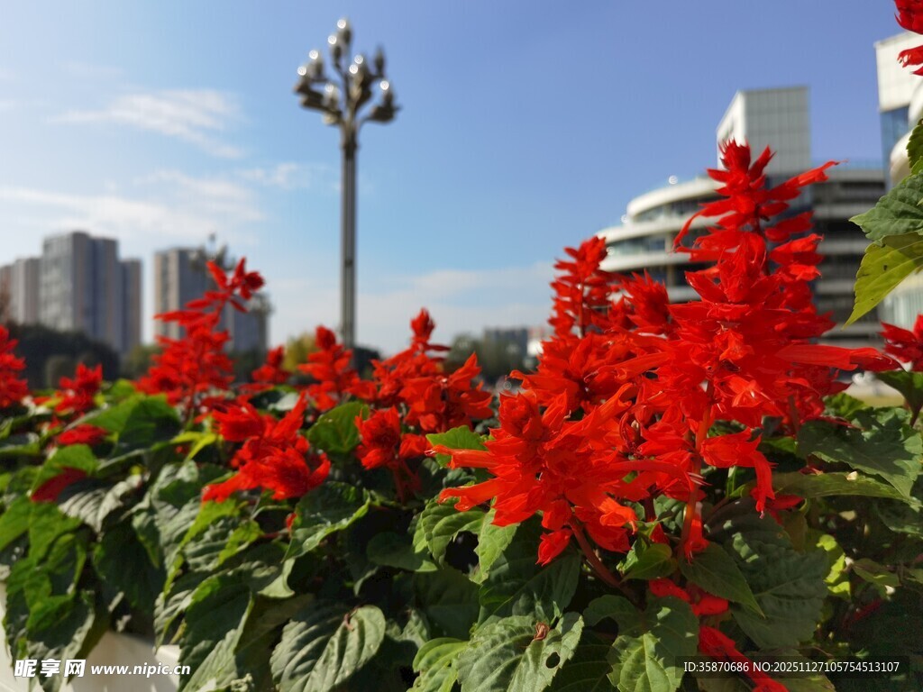 城市中绽放的艳丽串串红