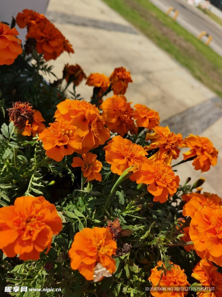 橙色万寿菊绽放的美丽