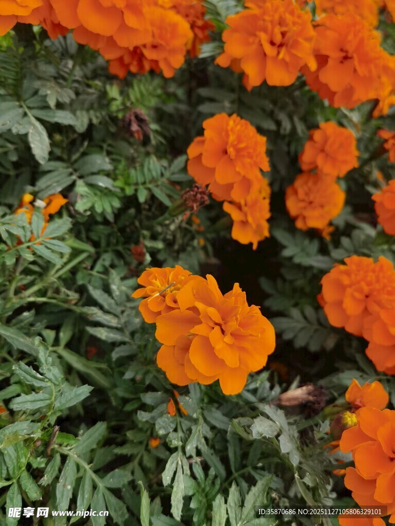 鲜艳橙色万寿菊绽放