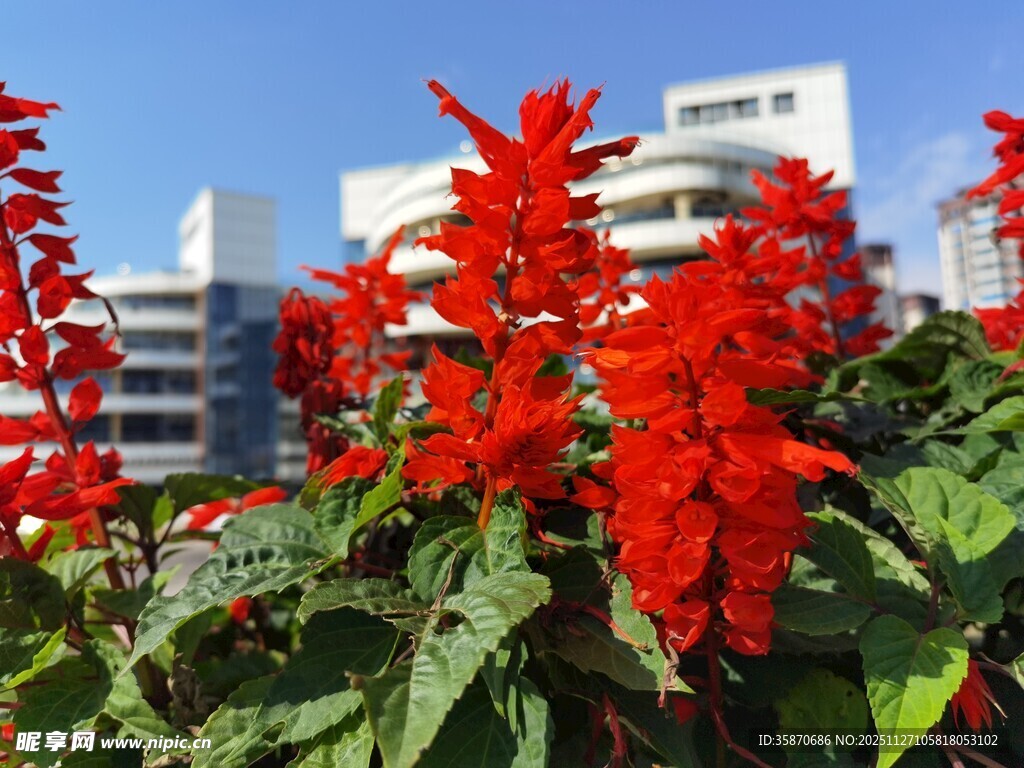 城市中绽放的鲜艳串串红