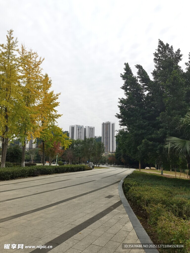 城市林荫道秋日美景