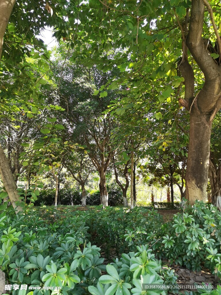 林间绿意盎然的自然景致