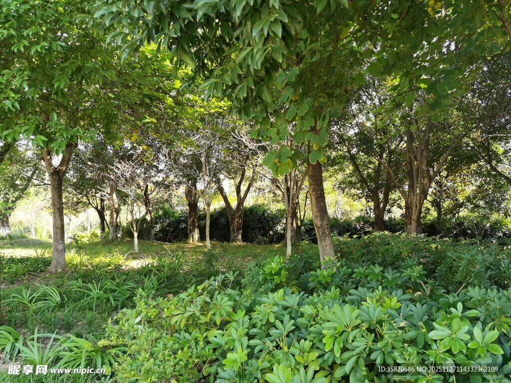 绿意盎然的树林景观