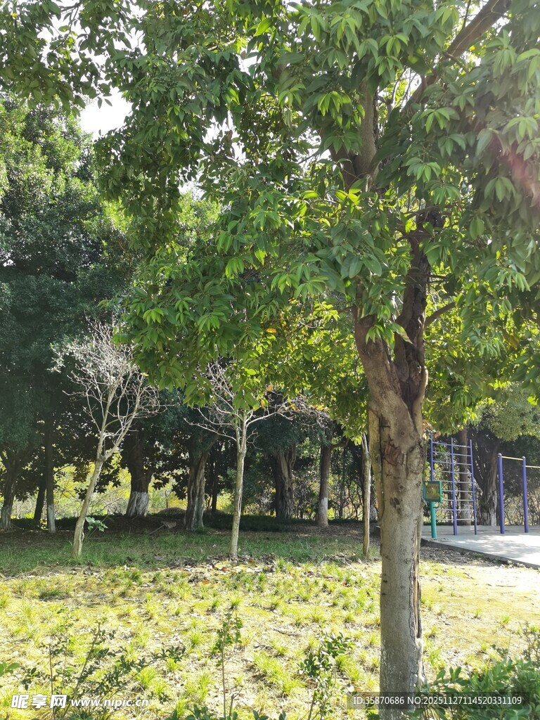 绿意盎然的公园树林景观