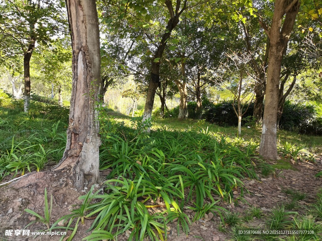 林间绿意盎然的自然景致