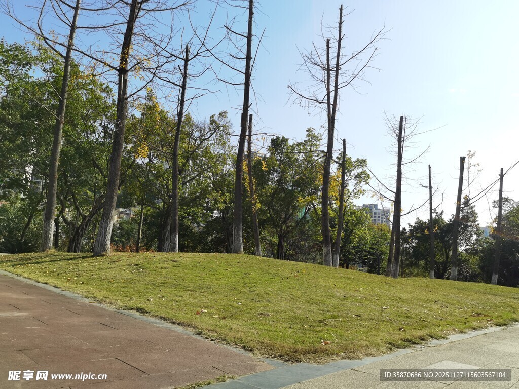 户外草地与树木景观