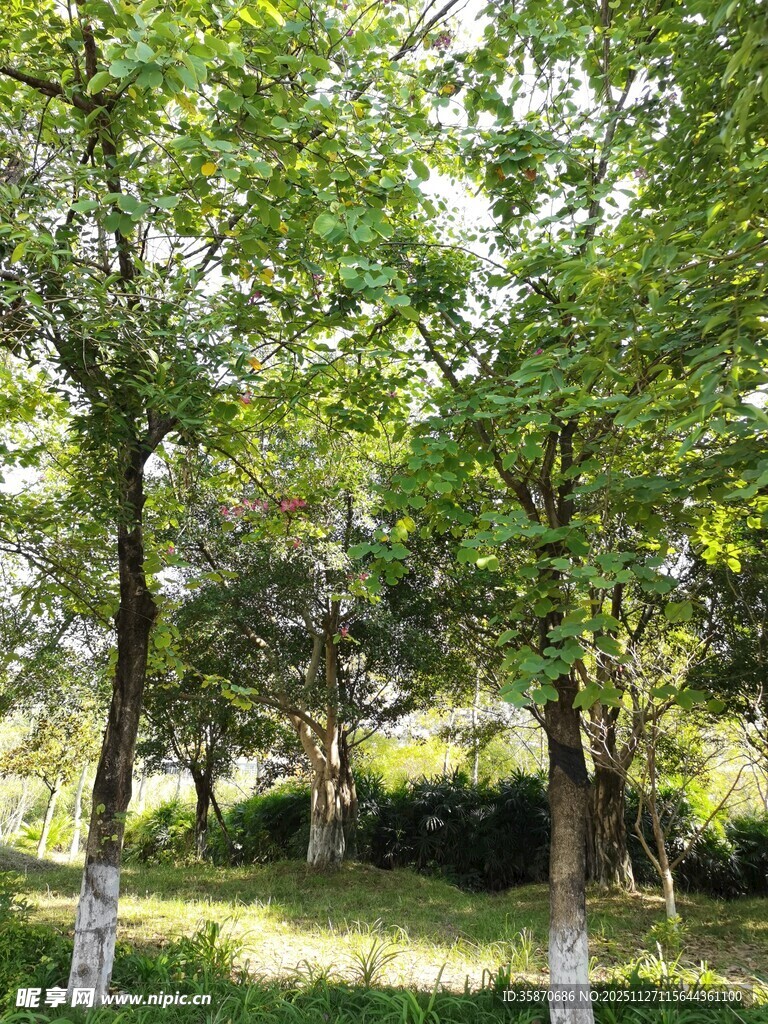 夏日林间绿意盎然