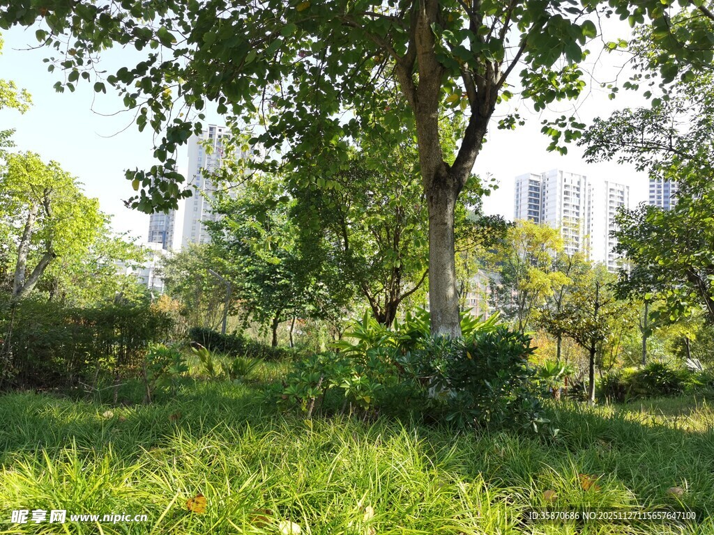 绿意盎然的户外树林景观