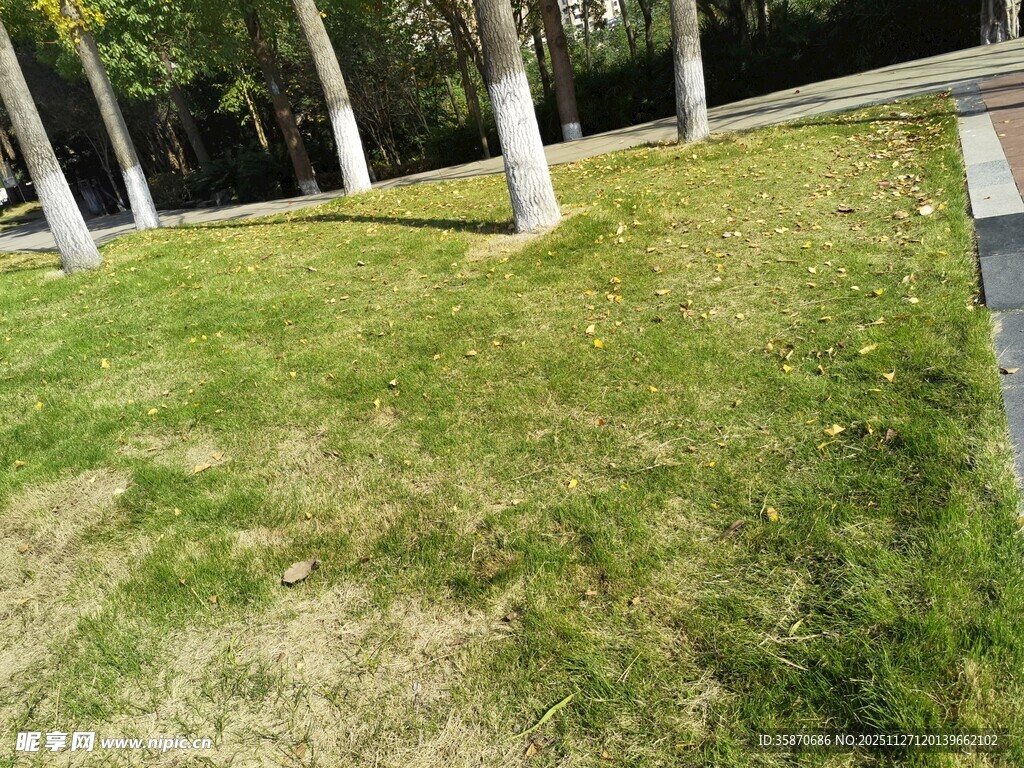 户外草地与树木景观