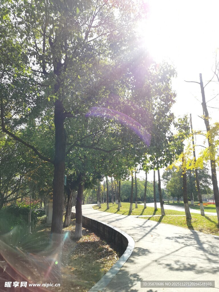 阳光洒落林间的静谧小道