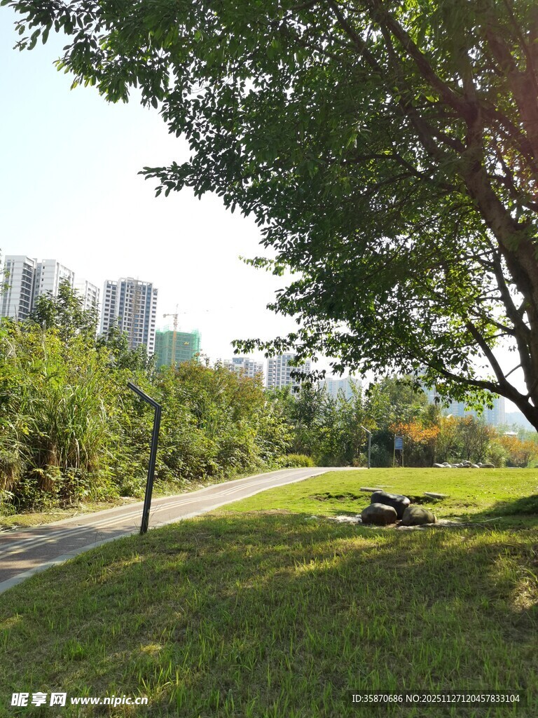 公园绿荫下的宁静小路