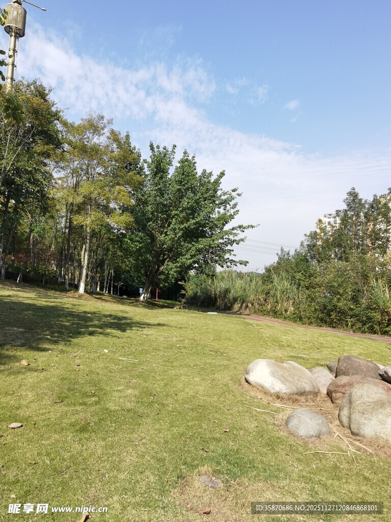 户外草地与树木景观