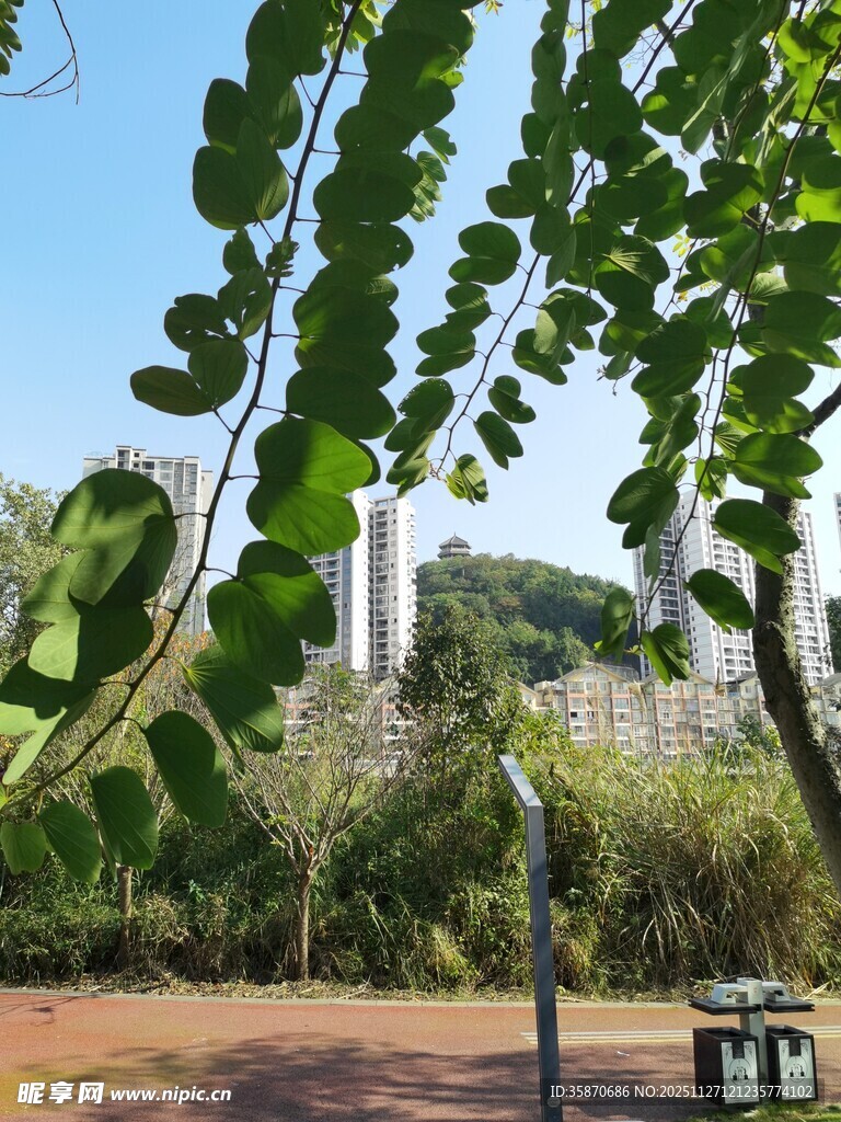 户外绿树环绕的自然景致