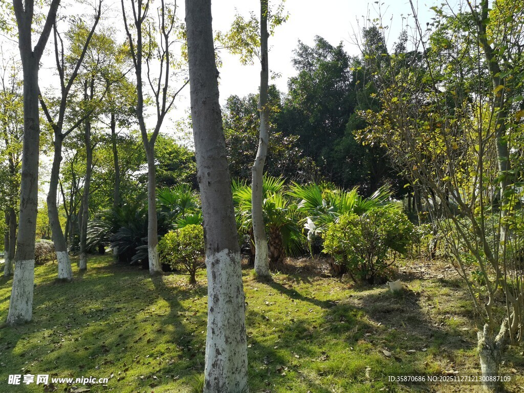 林间绿意盎然的自然景致