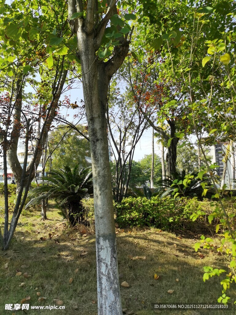 林间绿意盎然的自然景致