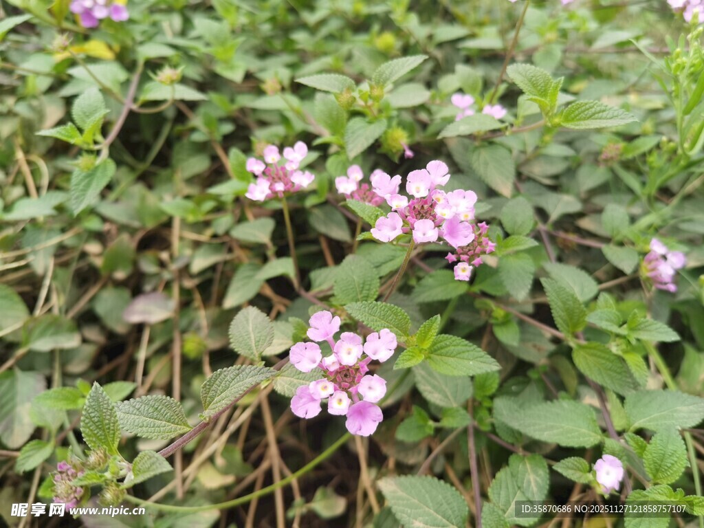 粉色野花绽放于绿叶间