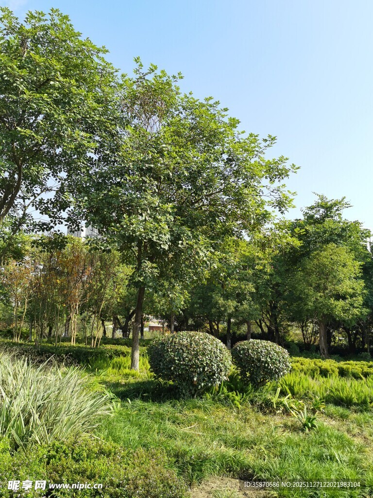 绿意盎然的户外园林景观