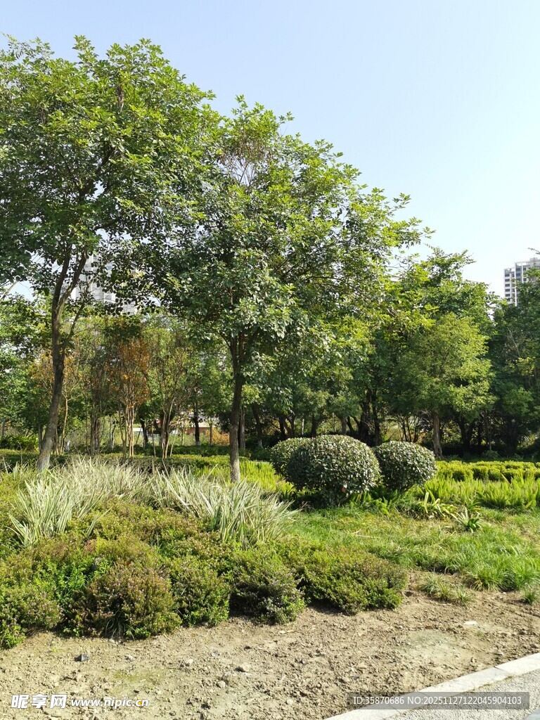 城市中的绿意盎然景观