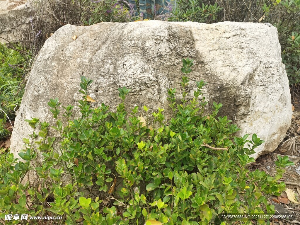巨石旁的翠绿植物