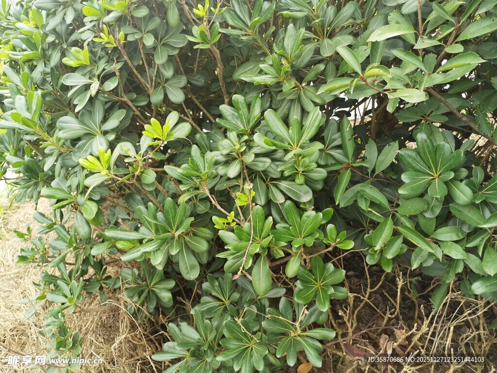 绿叶繁茂的灌木丛