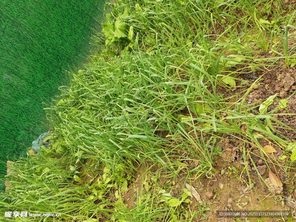 岸边翠绿茂盛的野草