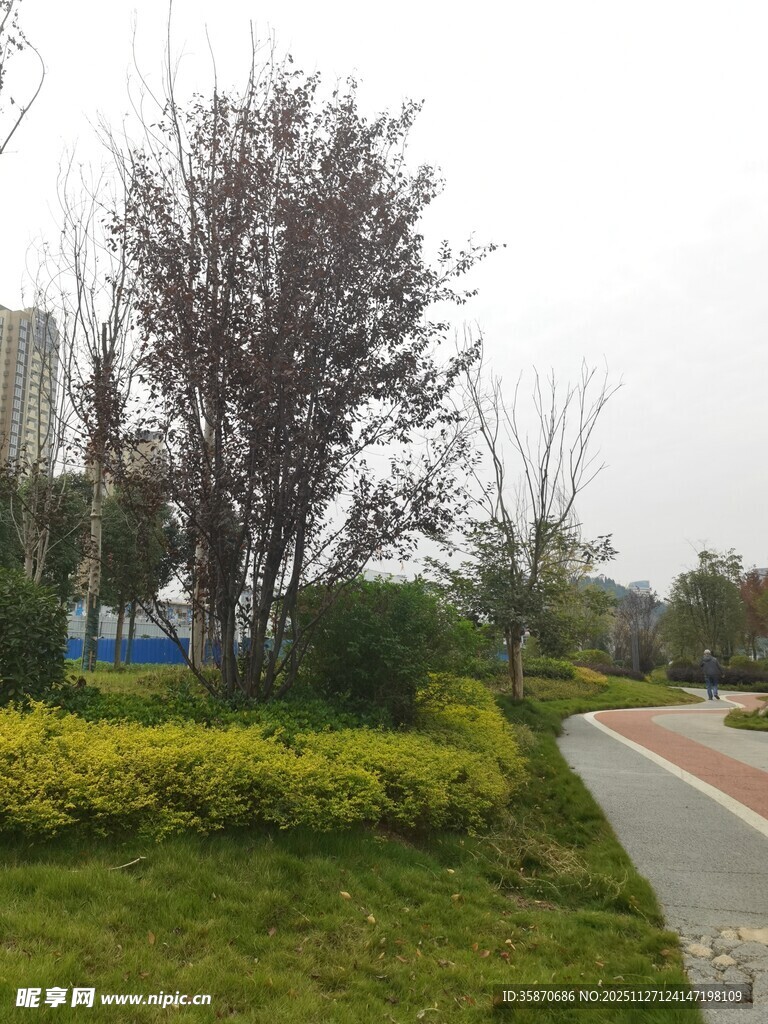 城市路边绿植景观