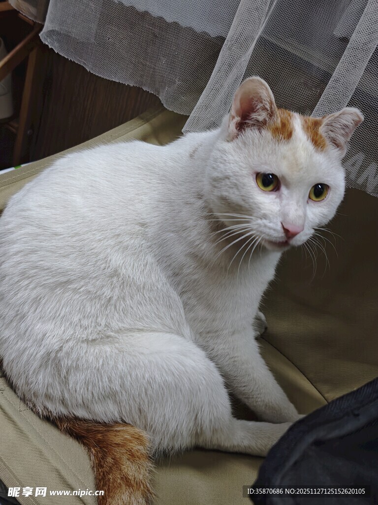 白橘猫安静坐于室内