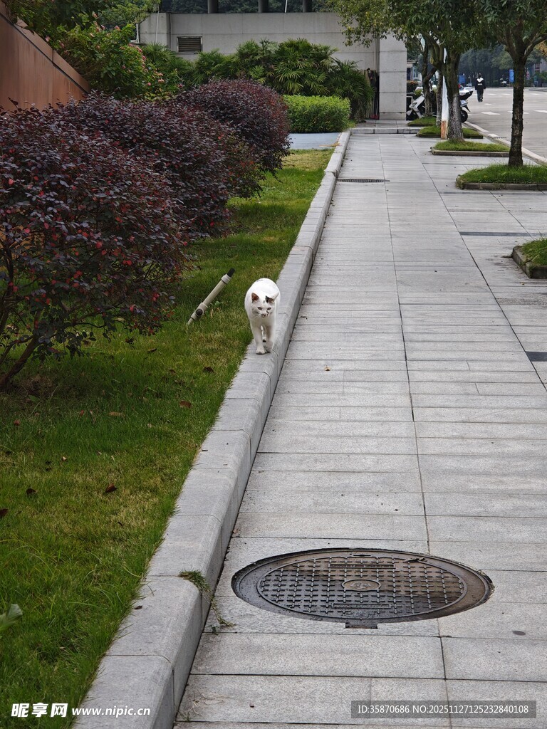 人行道旁的绿植与井盖