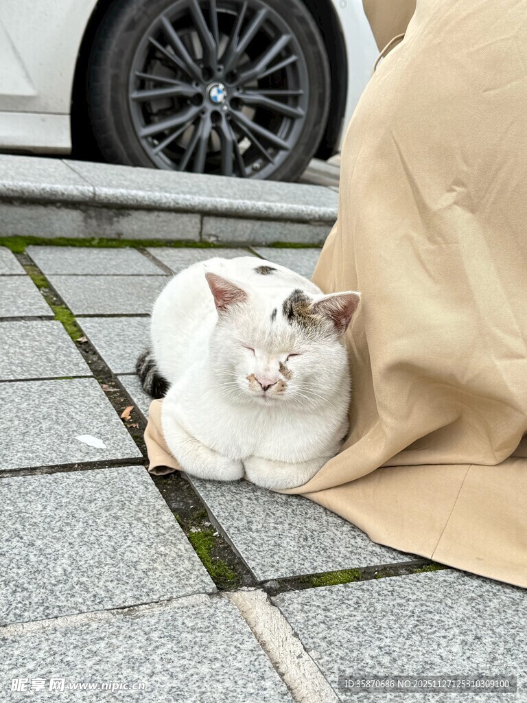 毯子下的可爱猫咪