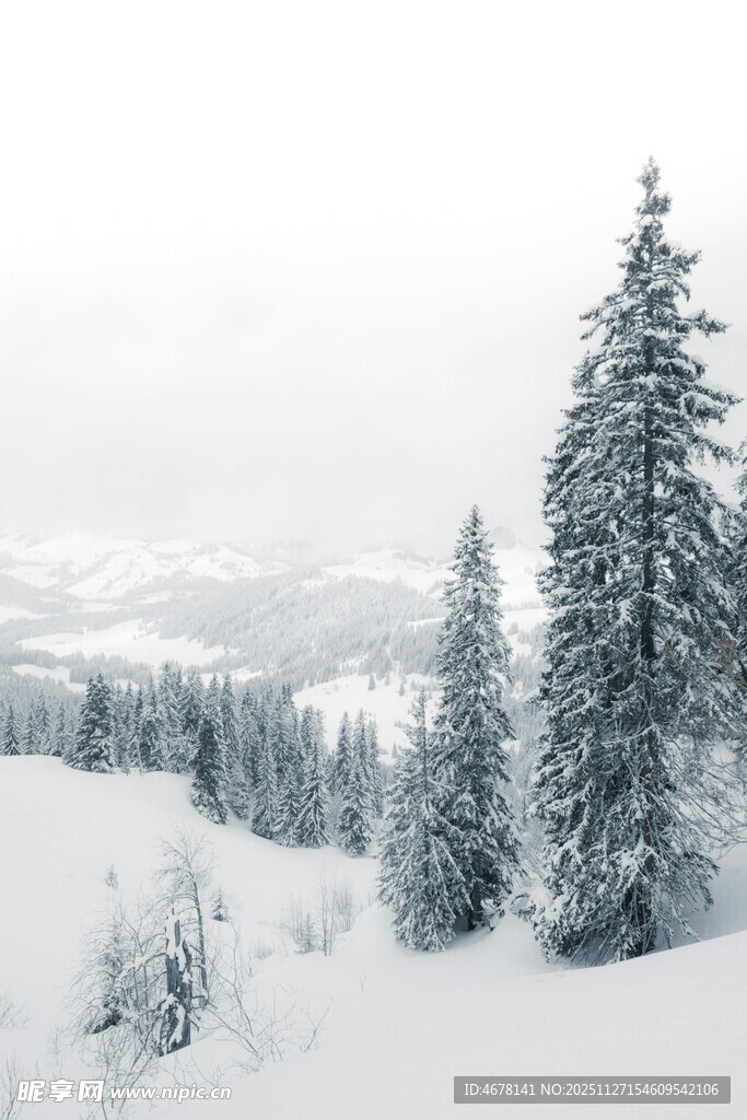 冬日雪景中的挺拔雪松