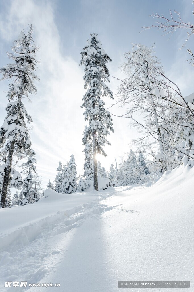 冬日雪景中的挺拔雪松