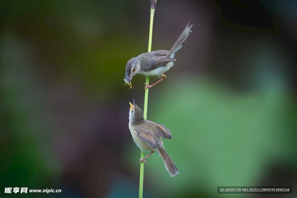 双鸟栖于细枝上