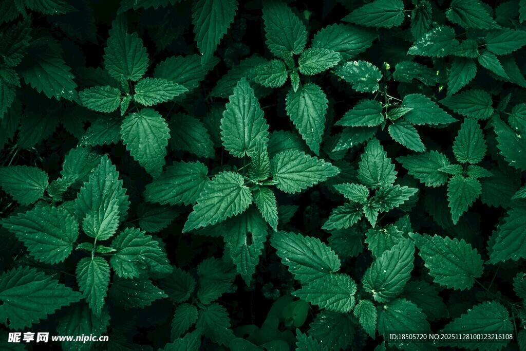 翠绿叶片的自然生机画面