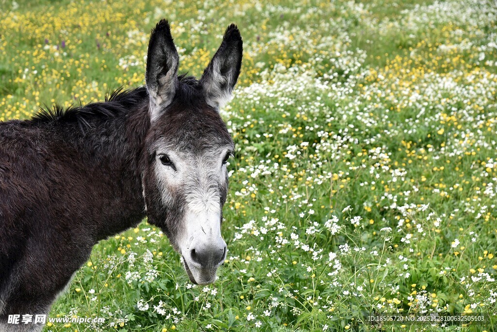 田野中的毛驴