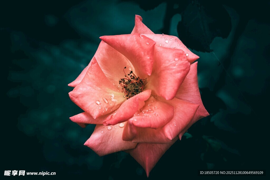 娇艳粉色玫瑰特写