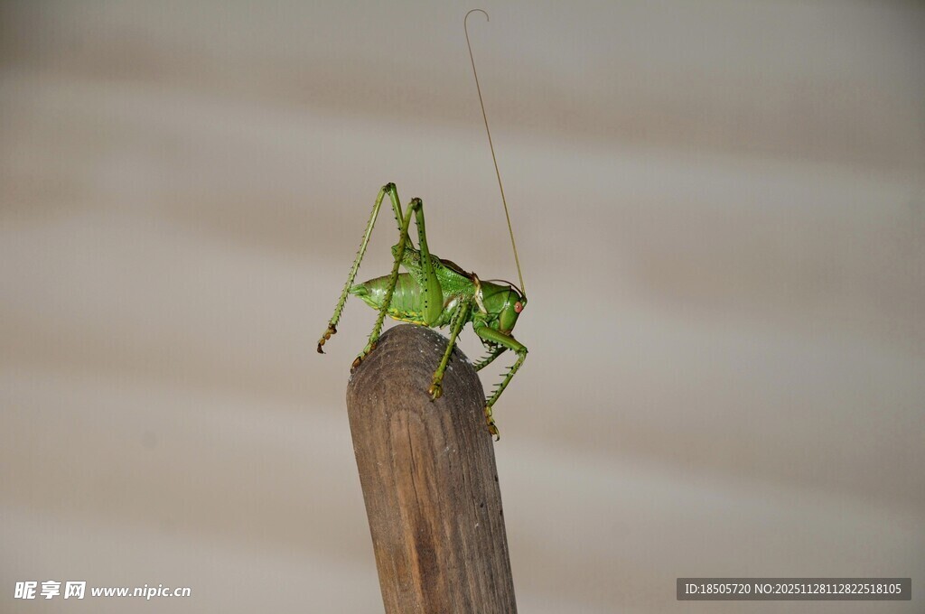 绿色蚱蜢立于木杆上
