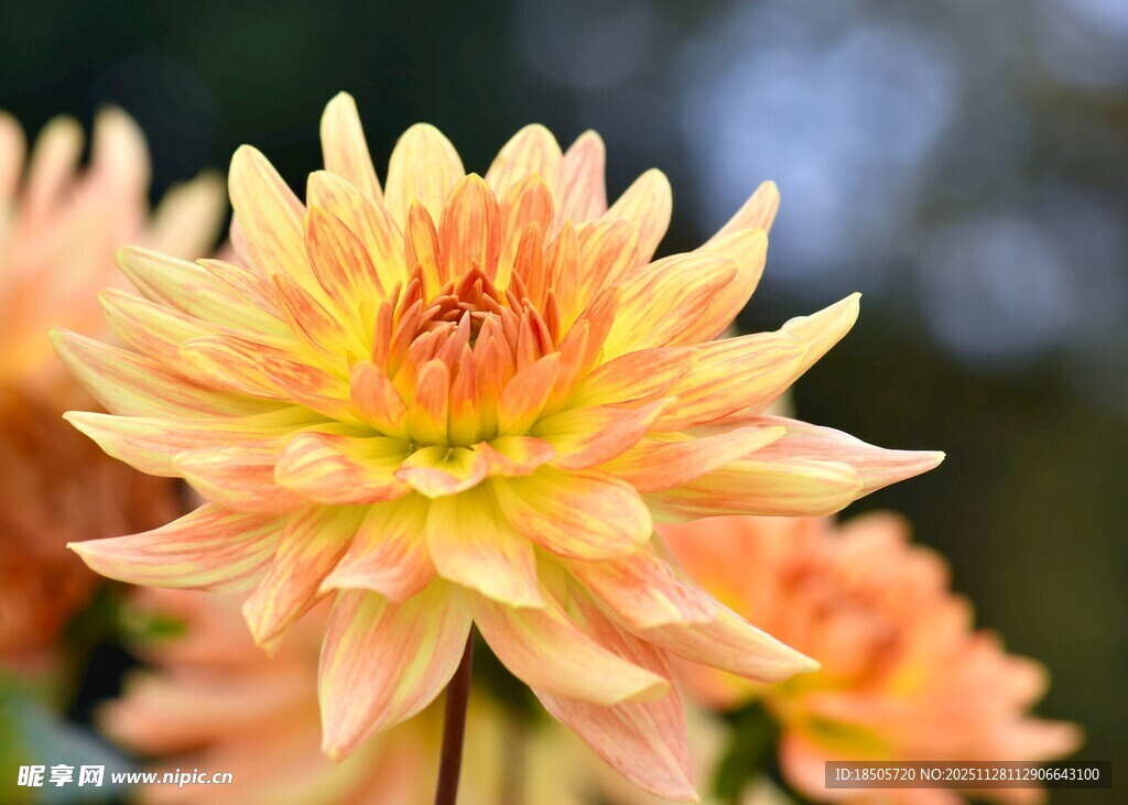 娇艳大丽花绽放