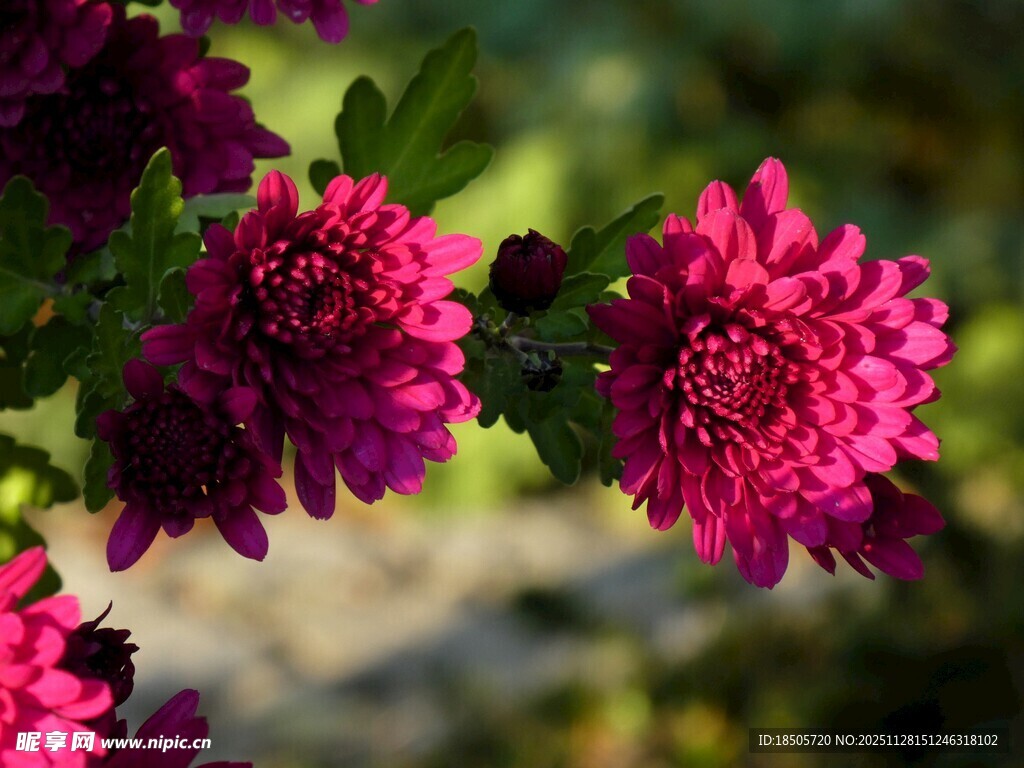 艳丽绽放的紫红色花朵