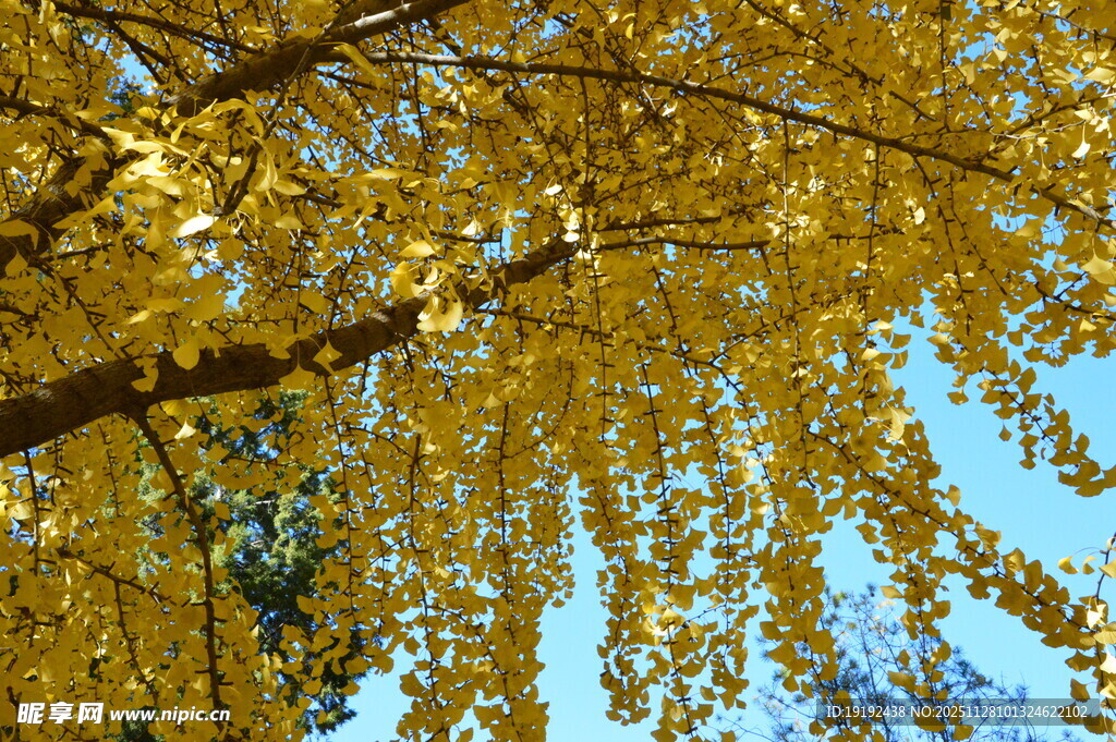 金秋银杏树 